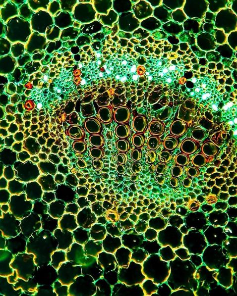Dicotyledon stem under a microscope