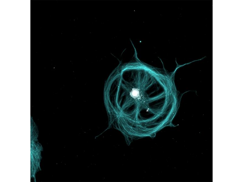 Imagen aplicativa de tubulina y el núcleo de células BSC-1