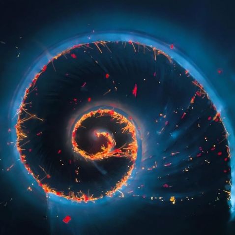 Marine snail under the microscope