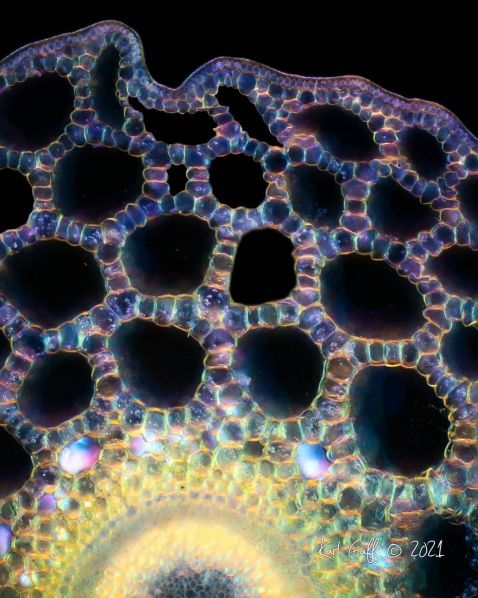 Image microscopique d’hippuride vulgaire, une plante aquatique 