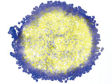 형광 이미지 분석–스페로이드 내 세포 분열