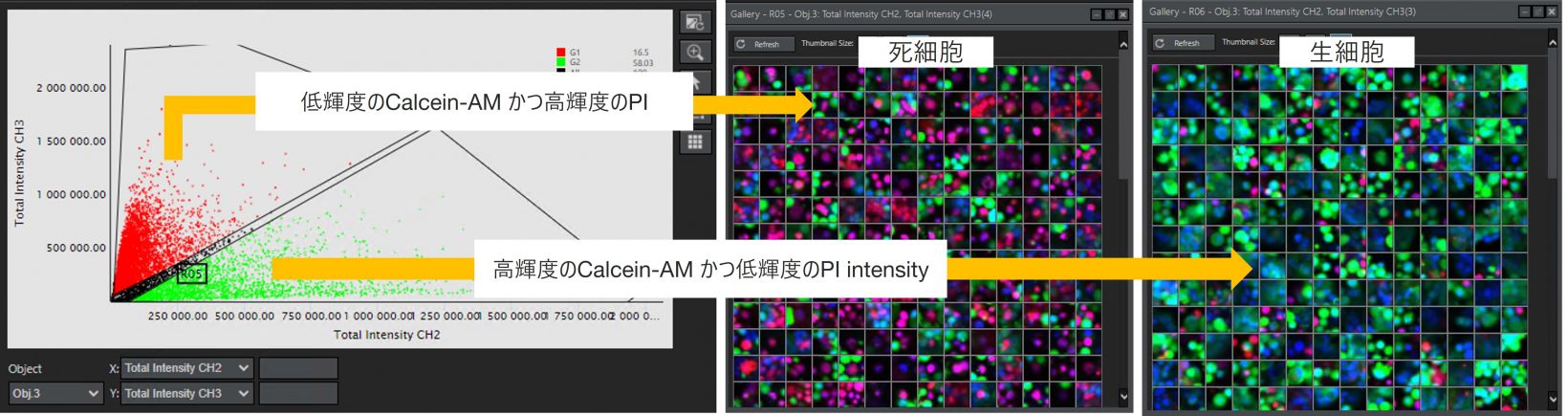 図３．Calcein-AM/PIの輝度を使用した生細胞/死細胞分類に対するNoviSightの解析