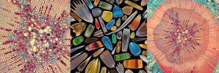 Obra de arte microscópica colorida