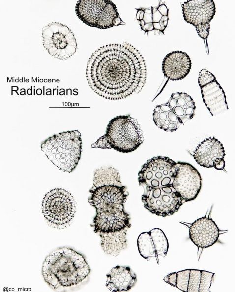 Radiolarian under a microscope