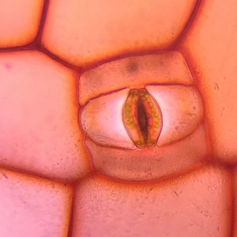 Estoma en una célula de planta debajo del microscopio