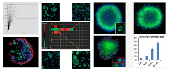 Quantitative analysis of mitotic cells inside cell spheroids