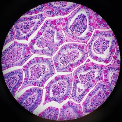 Dog intestine under a microscope