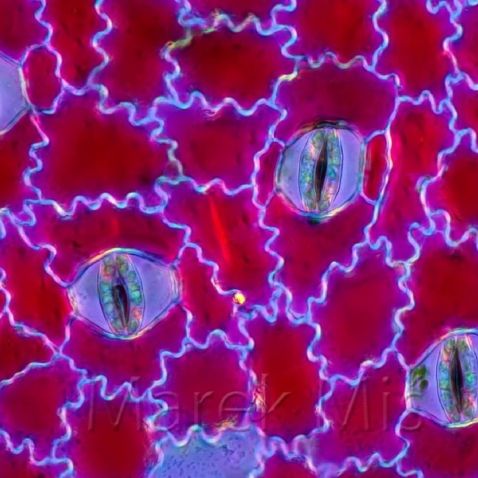 Ungefärbte Epidermis von Stromanthe thalia unter dem Mikroskop