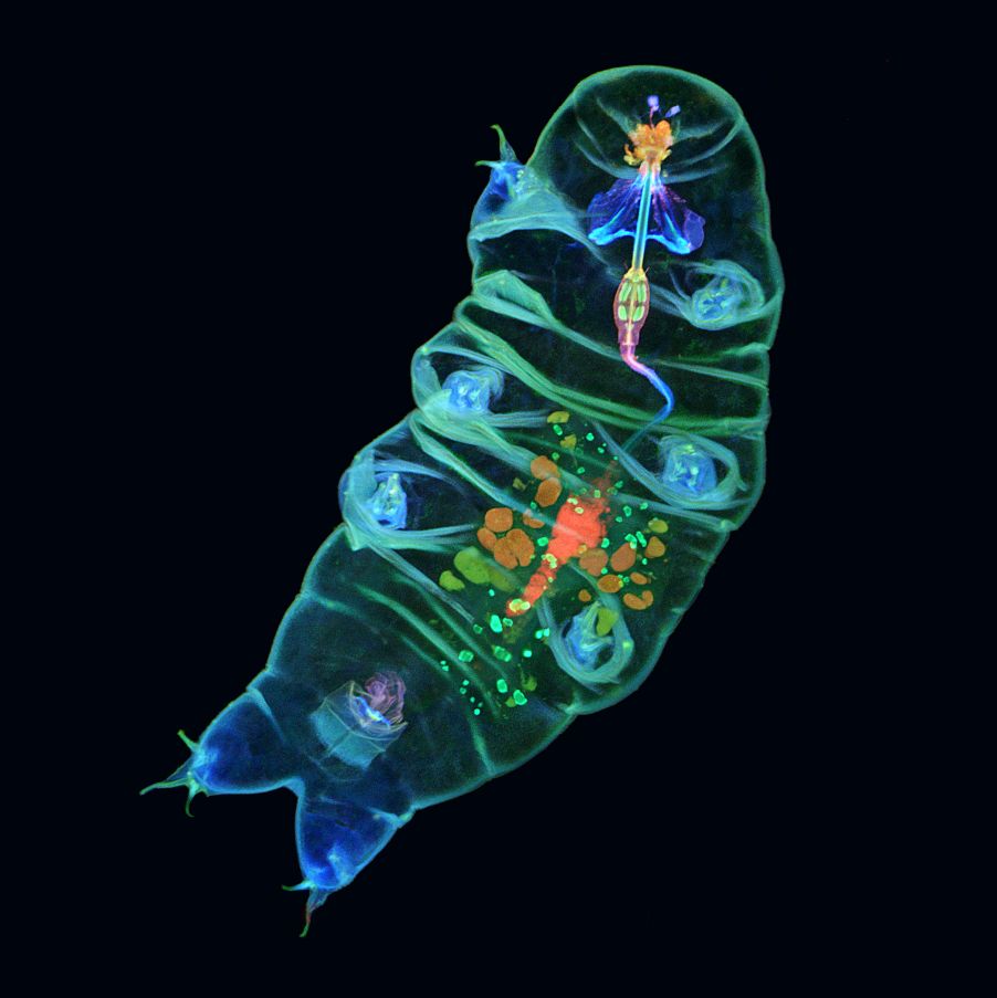 Image of a live tardigrade