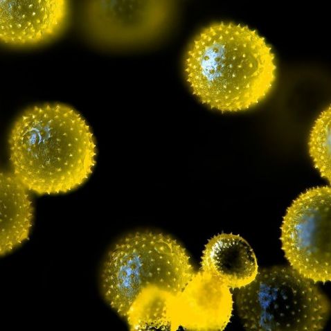 Granos de polen de una flor de calabaza