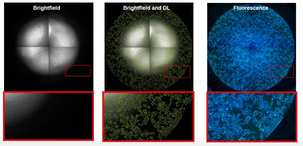 Deep learning for cellular image analysis