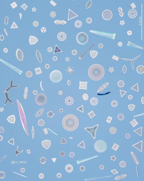 Diatom artwork with sponge spicules, radiolarians, and dinoflagellates
