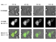 ライブセルイメージング・細胞生物・分子生物学分野での発光イメージング活用事例