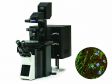 Guidance for Quantitative Confocal Microscopy