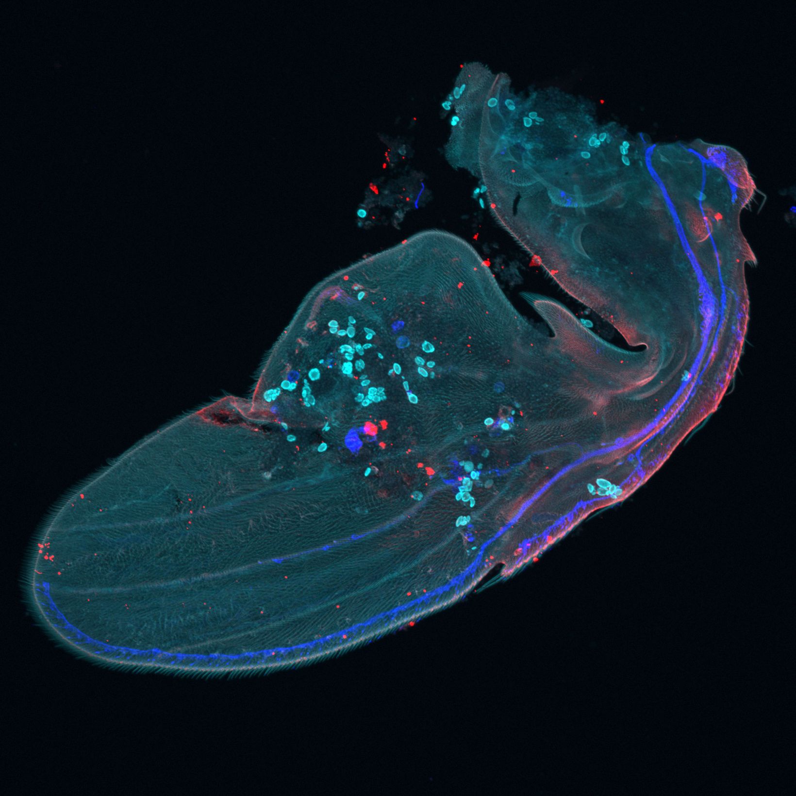 Overview image of a Drosophila wing
