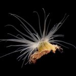 orange-stroped green sea anemone