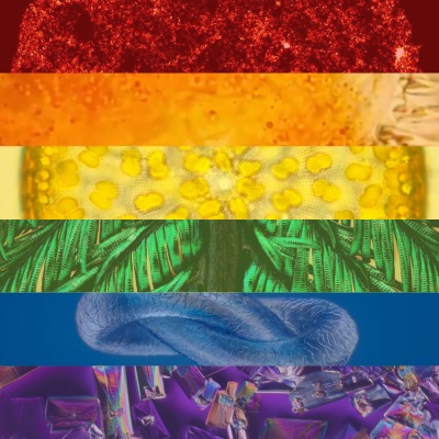 Rainbow Pride flag featuring microscope images