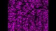 FV3000: 6x6活细胞共振