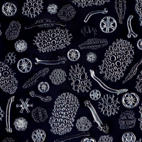 Bone fragments in sea cucumbers captured under the microscope
