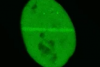 Visualização de proteínas de reparo de DNA com o microscópio confocal FV3000