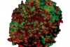 Réponse à un traitement médicamenteux : analyse du cycle cellulaire de cultures cellulaires 3D