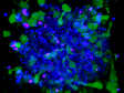 FLUOVIEW FV3000 공초점 현미경을 사용한 스페로이드의 3D 저속 촬영 이미징: 항체 의존적 세포매개 세포독성(ADCC)의 48시간 연속 관찰