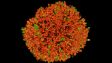 FV3000: 球状细胞团块动画