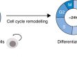 Monitorización de la dinámica del ciclo celular durante la diferenciación de células madre usando la tecnología de deep learning TruAI™ del sistema scanR