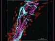 Descobrindo estruturas neurovasculares finas na epífise tibial usando o microscópio FLUOVIEW FV3000
