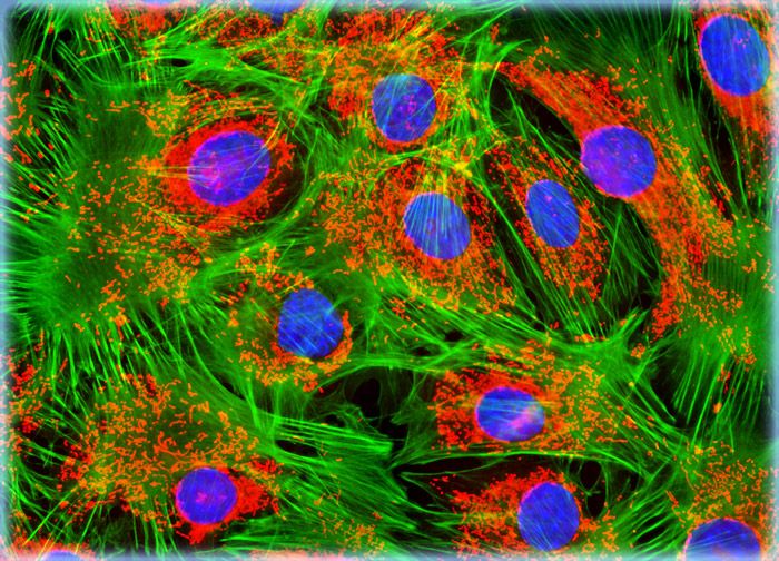 Embryonic Swiss Mouse Fibroblast Cells (3T3)