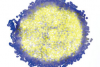 Análisis de imágenes fluorescentes: División celular en esferoides