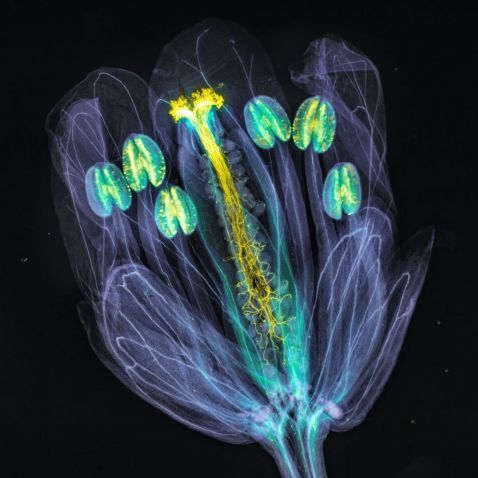 Arabidopsis thaliana flower under the microscope