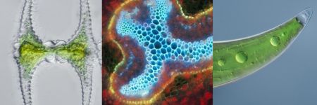 顕微鏡で見た藻類の画像